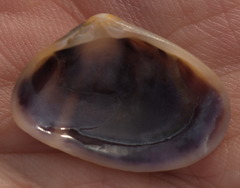 Donacidae