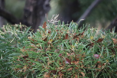 Hakea corymbosa