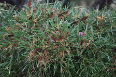 Hakea corymbosa