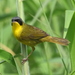Masked Yellowthroat - Photo (c) Hector Bottai, some rights reserved (CC BY-SA)