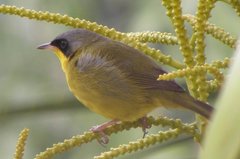 Masked Yellowthroat photo 3