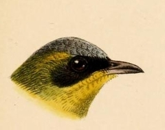 Masked Yellowthroat photo 4