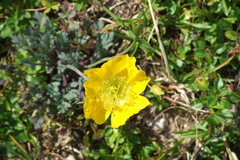 Papaver alpinum