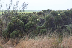 Hakea corymbosa