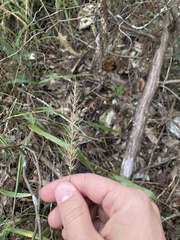 Setaria scheelei