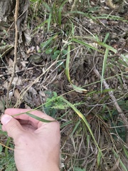 Setaria scheelei