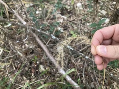 Setaria scheelei