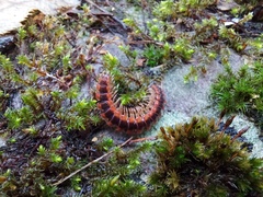 Pseudopolydesmus canadensis