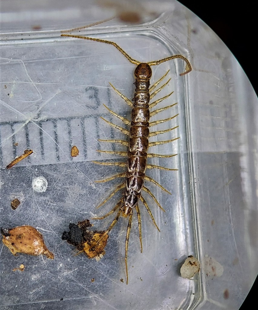 Zygethobius pontis