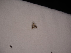 Chrysendeton imitabilis
