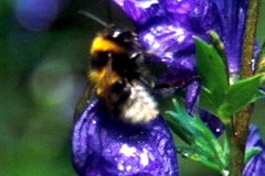 Aconitum firmum
