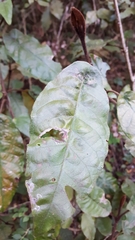 Trichocladus crinitus