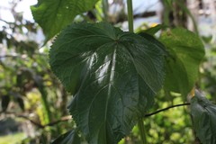 Critoniella