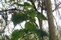 Critoniella