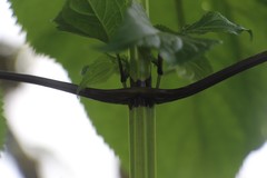 Critoniella