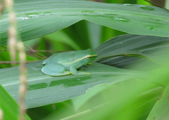 Sphaenorhynchus lacteus