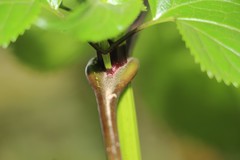 Critoniella
