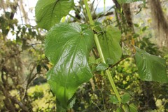 Critoniella