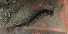 Scolopendra angulata