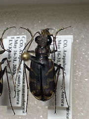 Cicindela tranquebarica