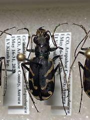 Cicindela tranquebarica