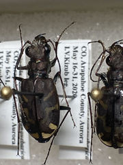 Cicindela tranquebarica