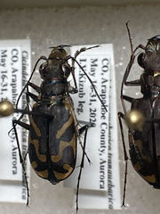 Cicindela tranquebarica
