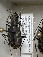 Cicindela tranquebarica