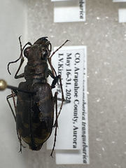 Cicindela tranquebarica