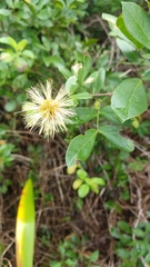 Pithecellobium keyense