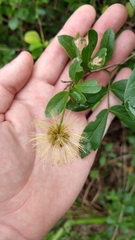 Pithecellobium keyense