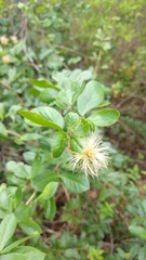 Pithecellobium keyense