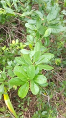 Pithecellobium keyense