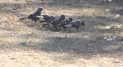 Struthidea cinerea cinerea