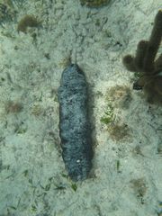 Holothuria mexicana