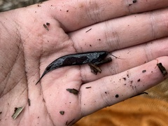 Silurichthys indragiriensis