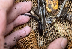 Silurichthys indragiriensis