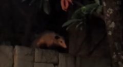 Didelphis marsupialis