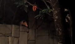 Didelphis marsupialis