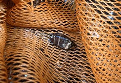 Sphaerichthys osphromenoides