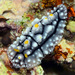 華美葉海蛞蝓 - Photo 由 uwkwaj 所上傳的 (c) uwkwaj，保留部份權利CC BY-NC