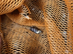 Sphaerichthys osphromenoides