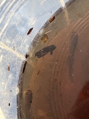 Sphaerichthys osphromenoides