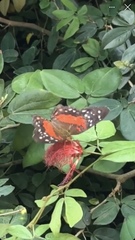 Anartia