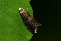 Strophedra nitidana