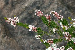 Thryptomene calycina