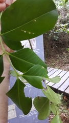 Acokanthera oppositifolia