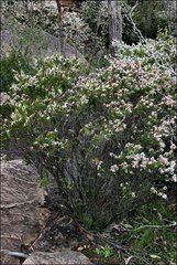 Thryptomene calycina