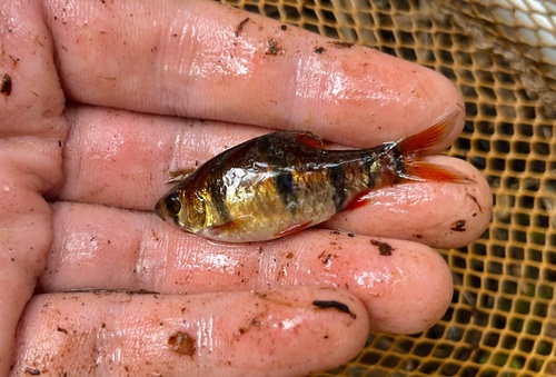 Sixbanded barb (Desmopuntius hexazona) — Cyprinidae — 3