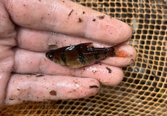 Desmopuntius hexazona